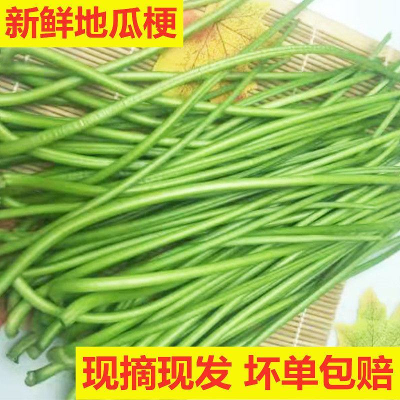 新鲜红薯叶地瓜梗长寿菜小孩辅食山芋梗香薯叶农家种植新鲜蔬