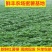 新鲜红薯叶地瓜梗长寿菜小孩辅食山芋梗香薯叶农家种植新鲜蔬