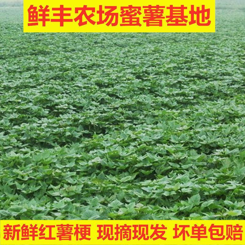 新鲜红薯叶地瓜梗长寿菜小孩辅食山芋梗香薯叶农家种植新鲜蔬