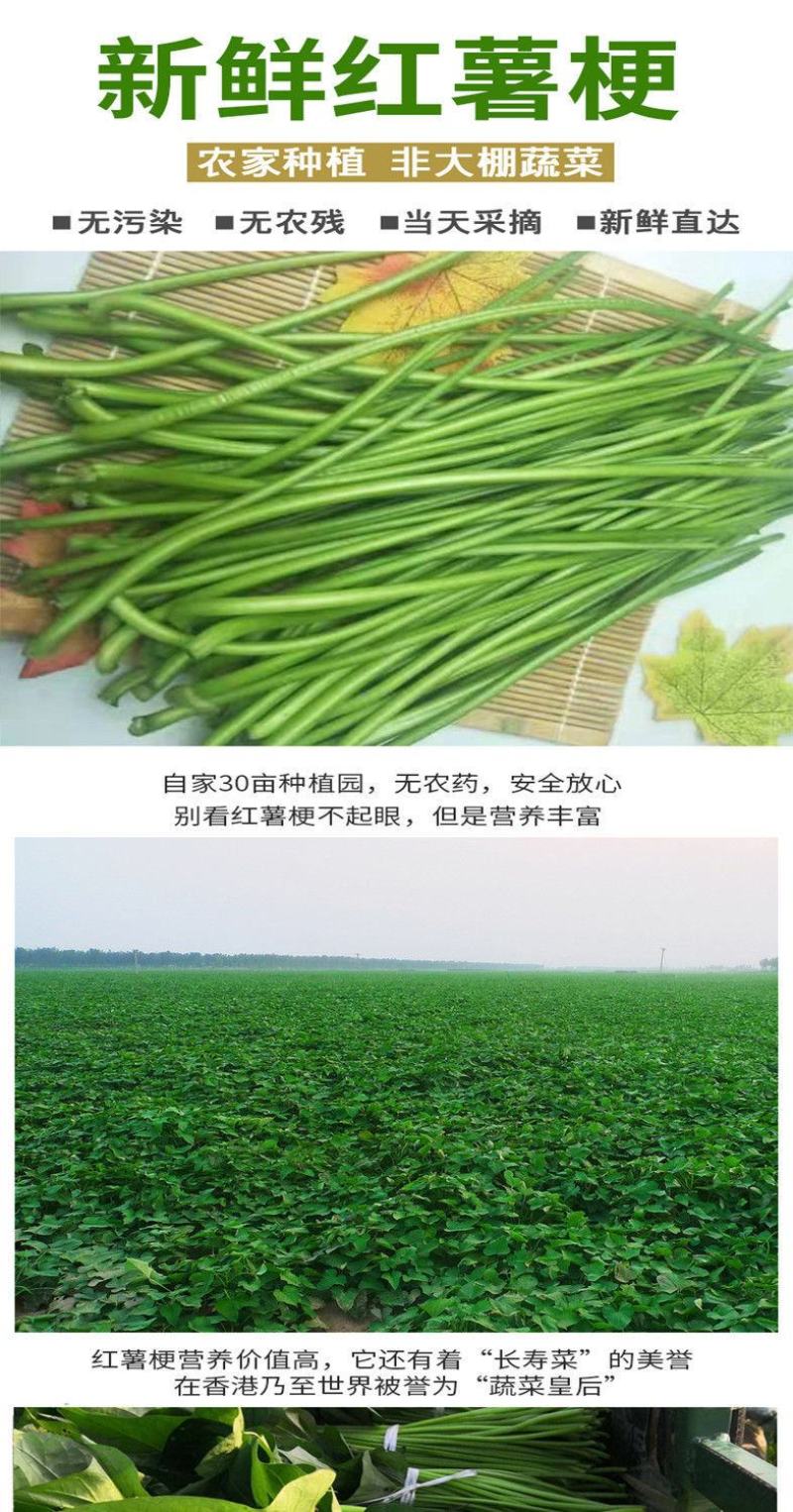 新鲜红薯叶地瓜梗长寿菜小孩辅食山芋梗香薯叶农家种植新鲜蔬