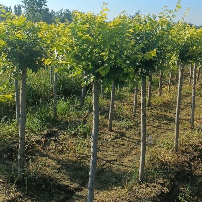 美植代金叶榆黄金榆榆树规格齐全价格美走货便利