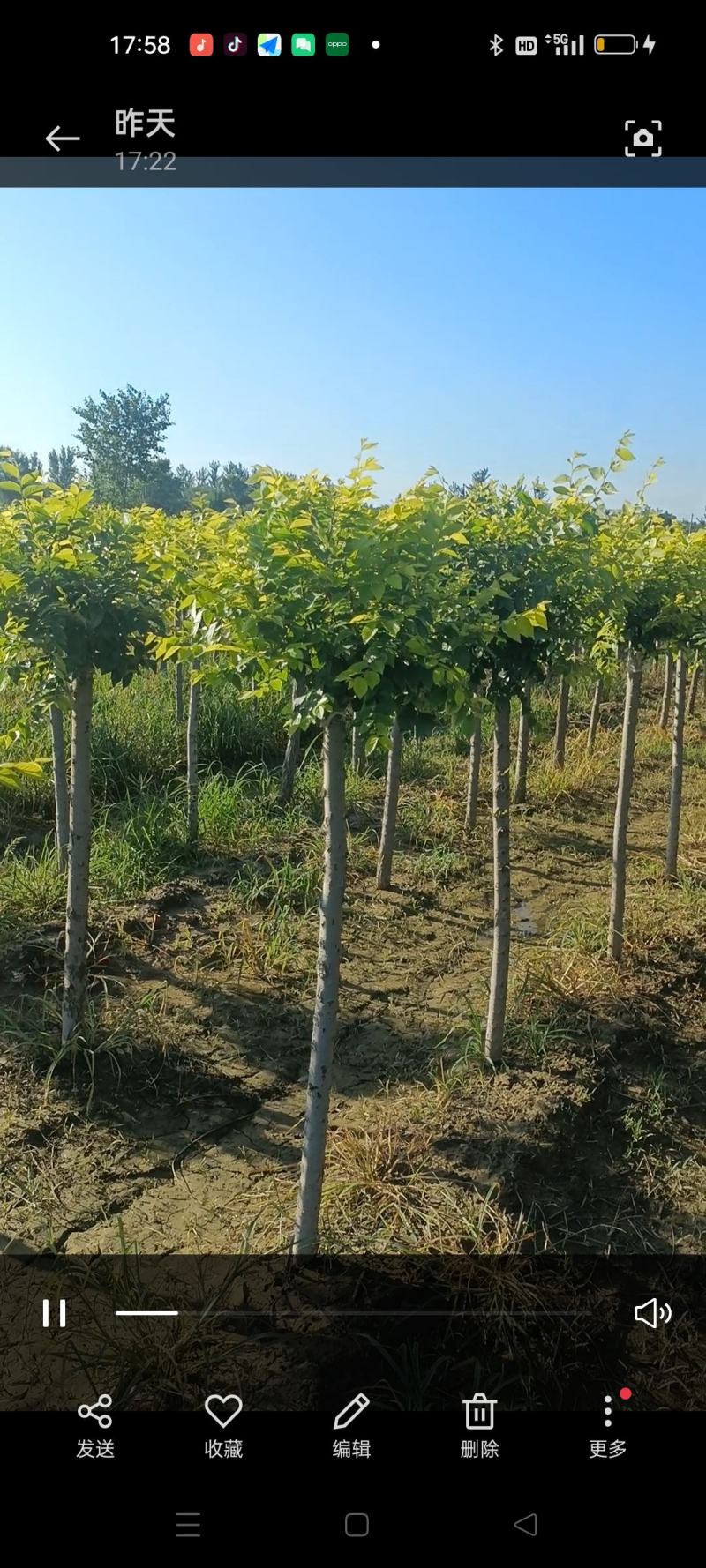美植代金叶榆黄金榆榆树规格齐全价格美走货便利