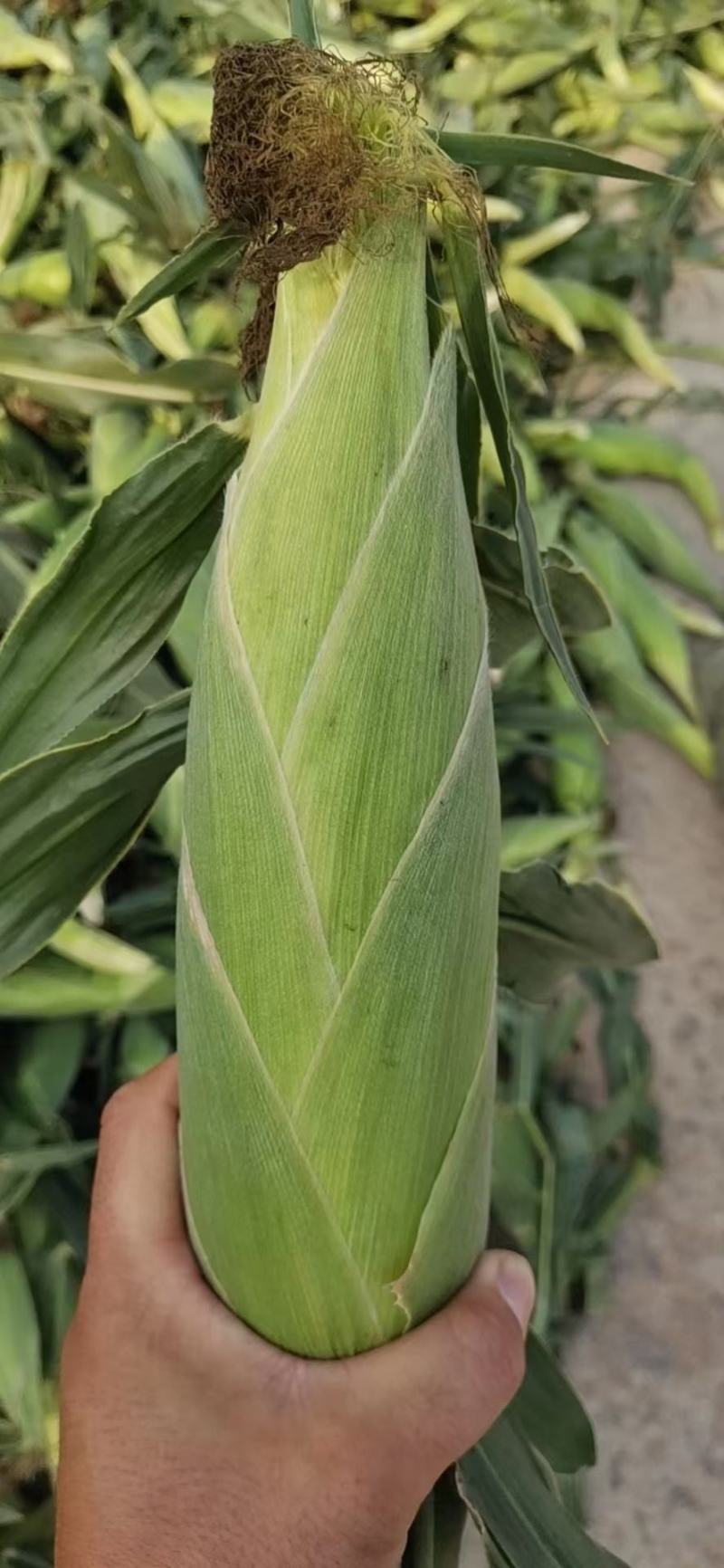 美玉27玉米，产地批发，个大，皮绿，无虫，籽粒饱满