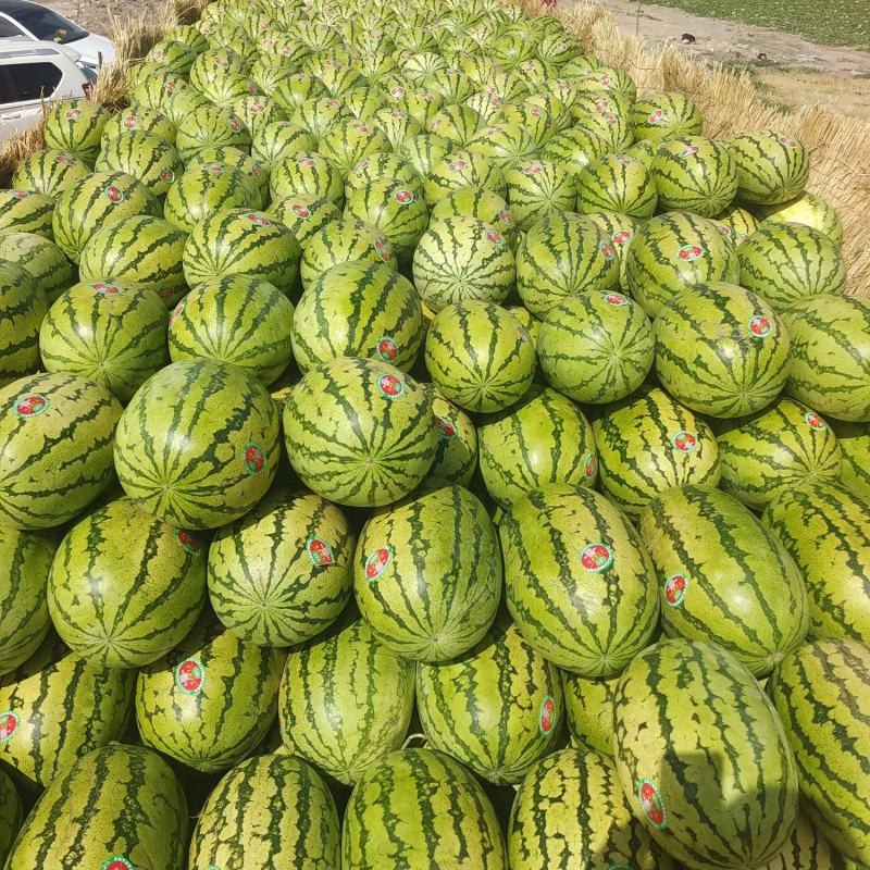 大西北正宗宁夏香山硒砂瓜