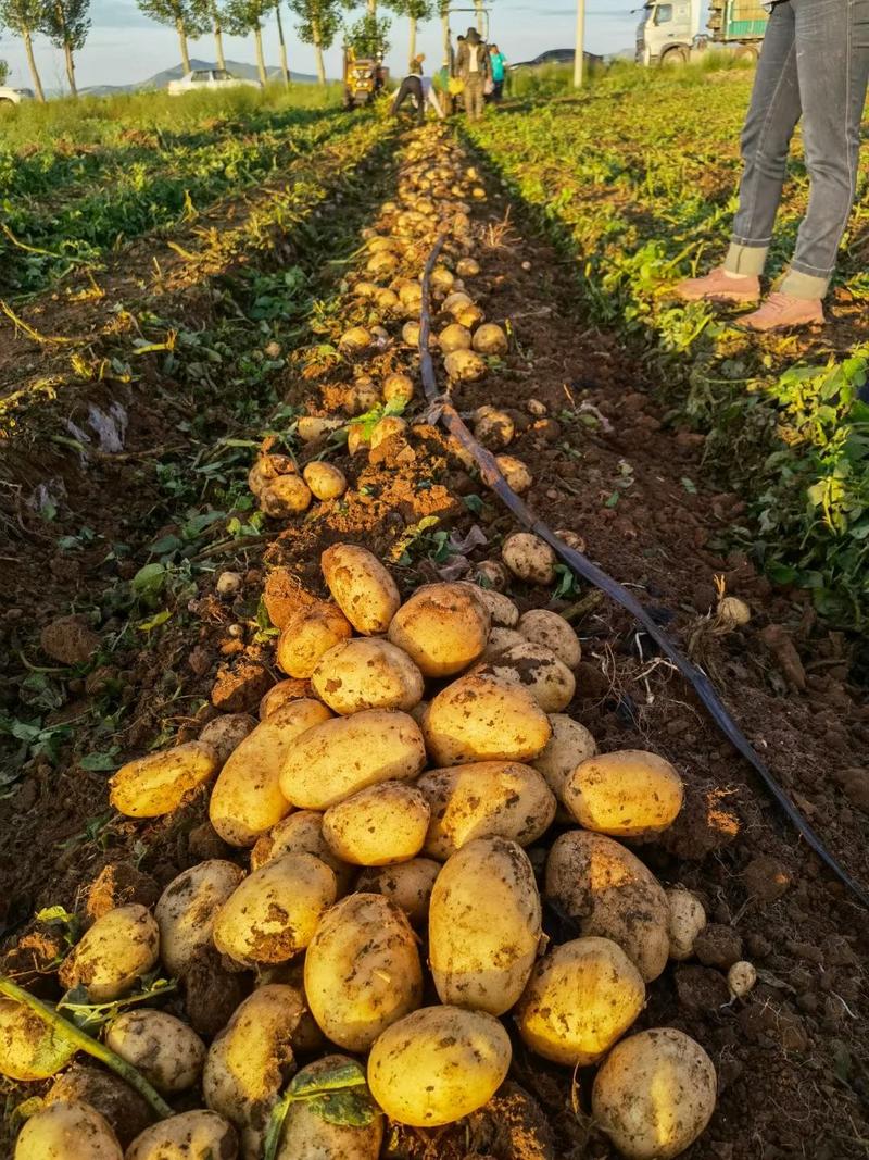 全年电商土豆1.5-3.5两、2-4两、234两通天大货