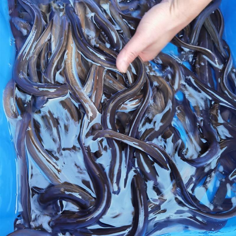 日本鳗鱼苗花鳗鱼白鳝鱼苗可专养。可混养。价格。。