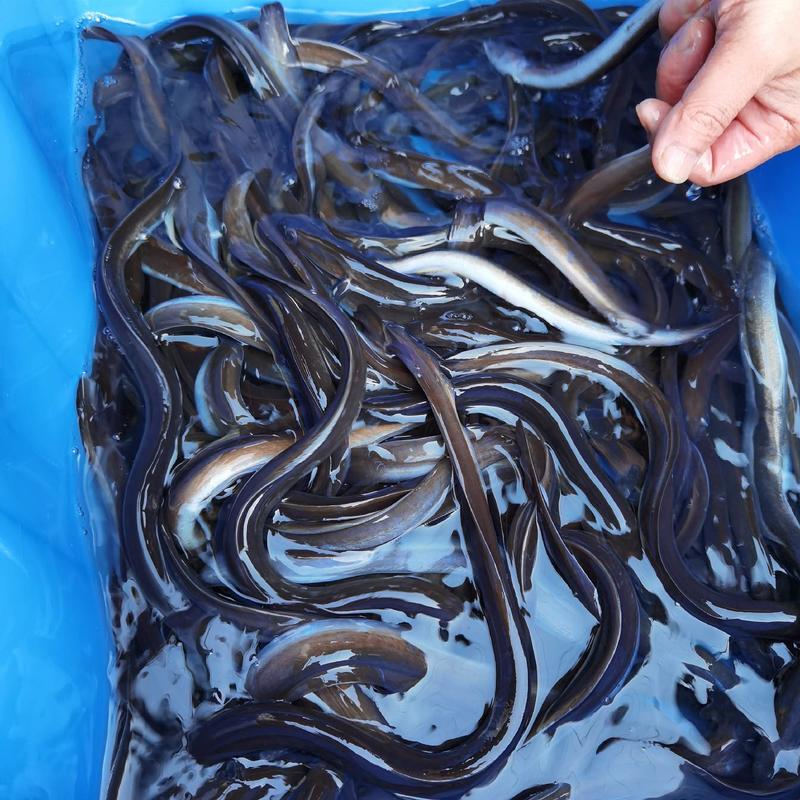 日本鳗鱼苗花鳗鱼白鳝鱼苗可专养。可混养。价格。。