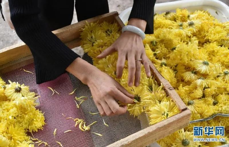 【精选】安徽亳州谯城区一手货源金丝皇菊欢迎采购