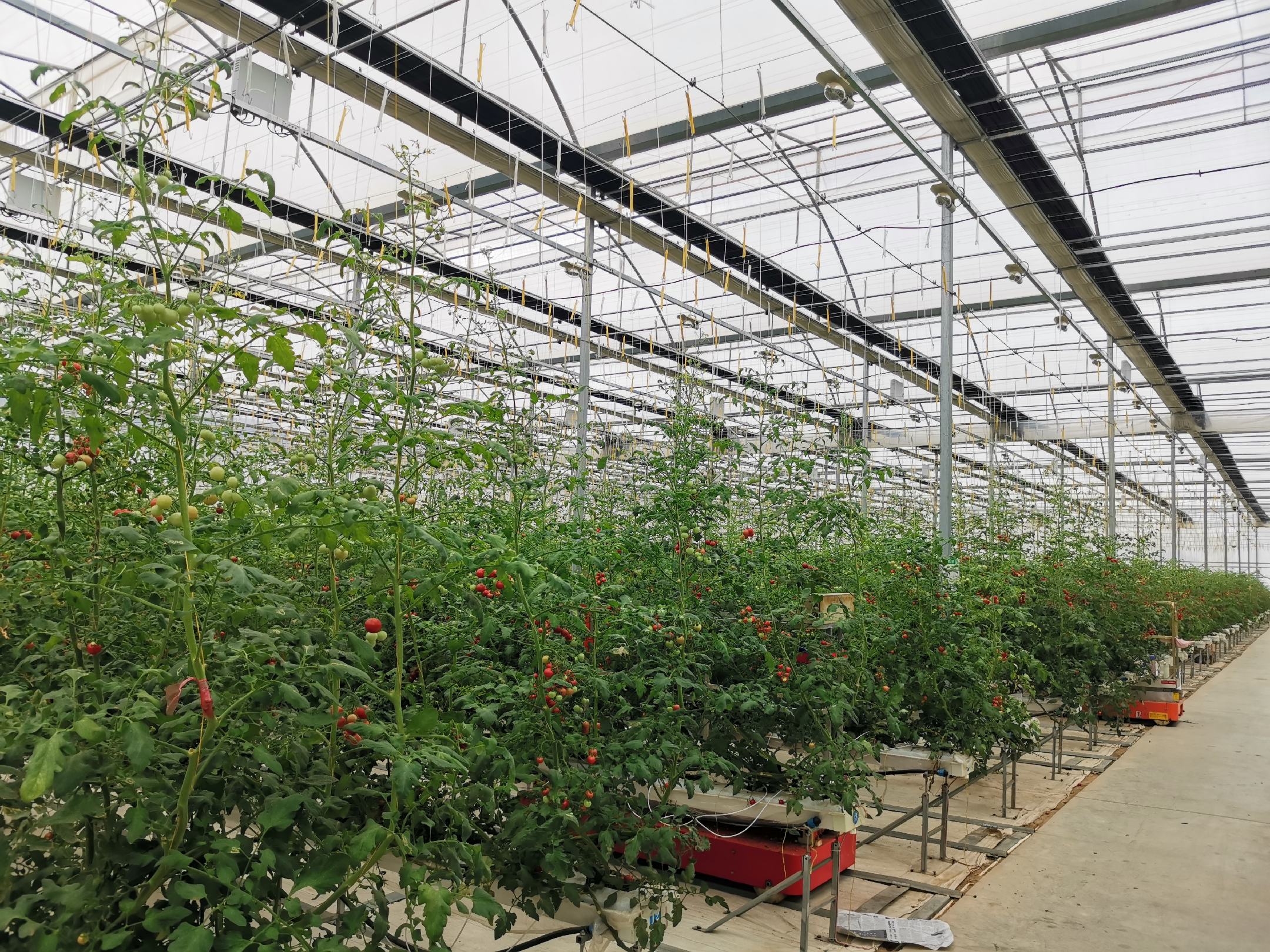 现代化温室中的圣女果藤蔓