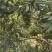 夏威夷果