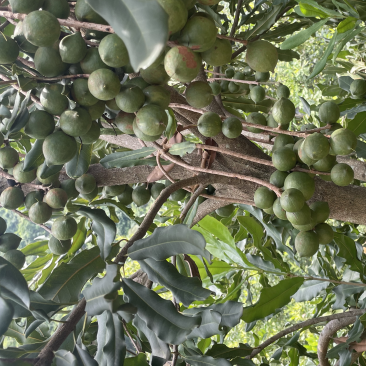 夏威夷果
