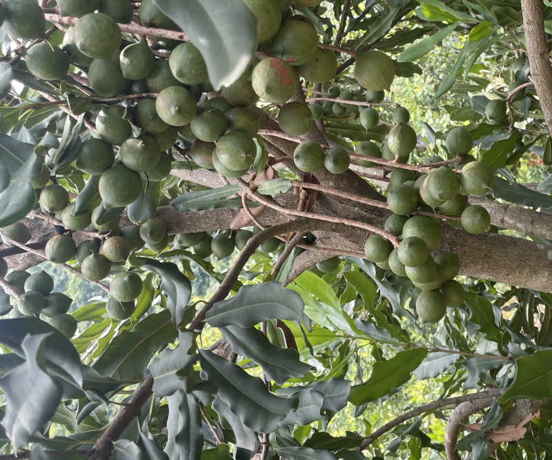 夏威夷果