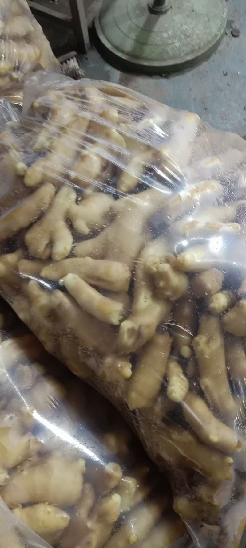 安丘大姜姜吧调料姜大量有货产地直销一手货源质量保证