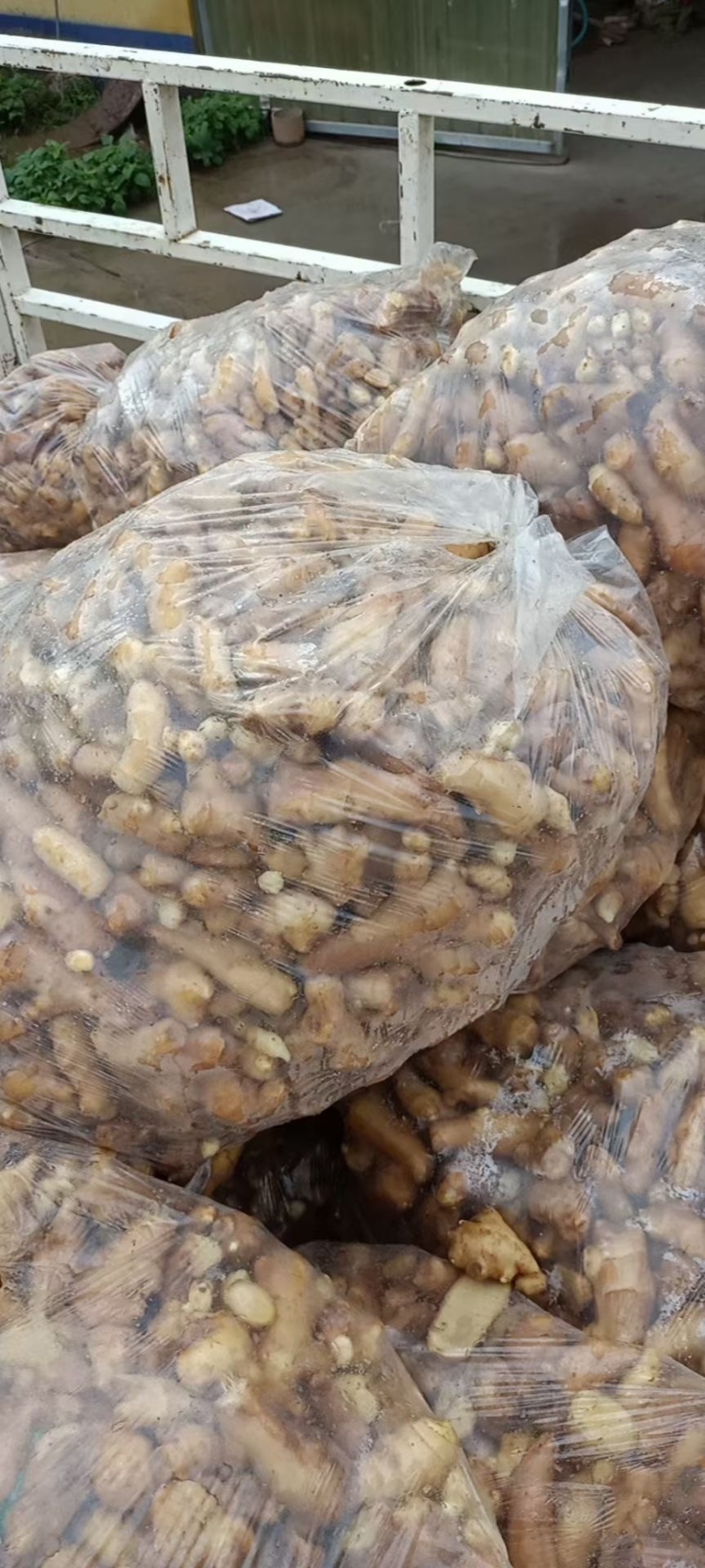 安丘大姜姜吧调料姜大量有货产地直销一手货源质量保证