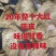 陈皮、20年新会陈皮碎皮、味道甘香、一手货源