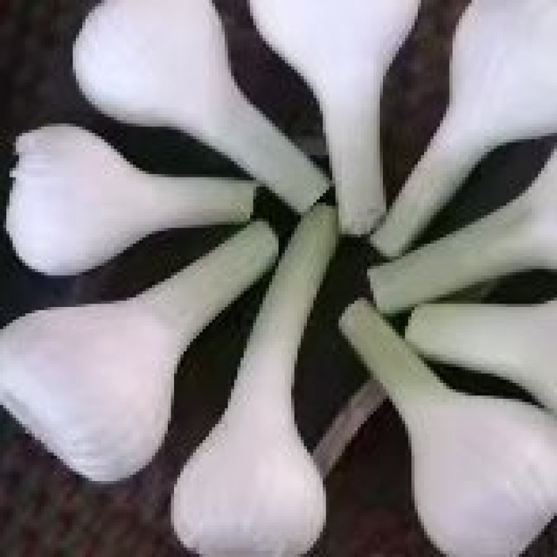 白皮蒜5.5~6cm鲜蒜，大量上市。扣膜的个头大。