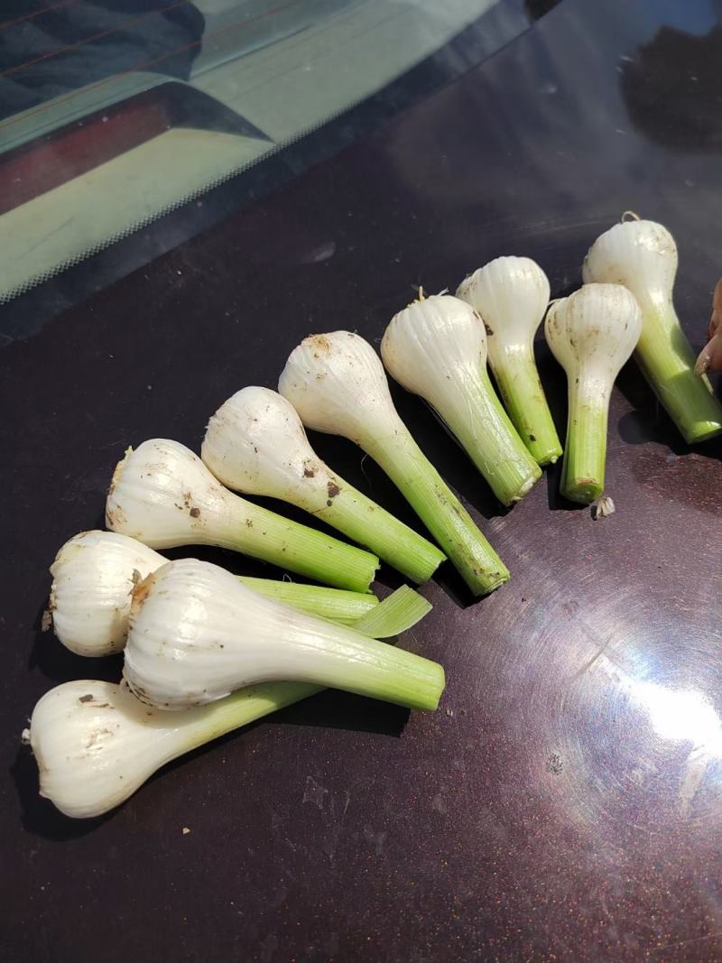 白皮蒜5.5~6cm鲜蒜，大量上市。扣膜的个头大。