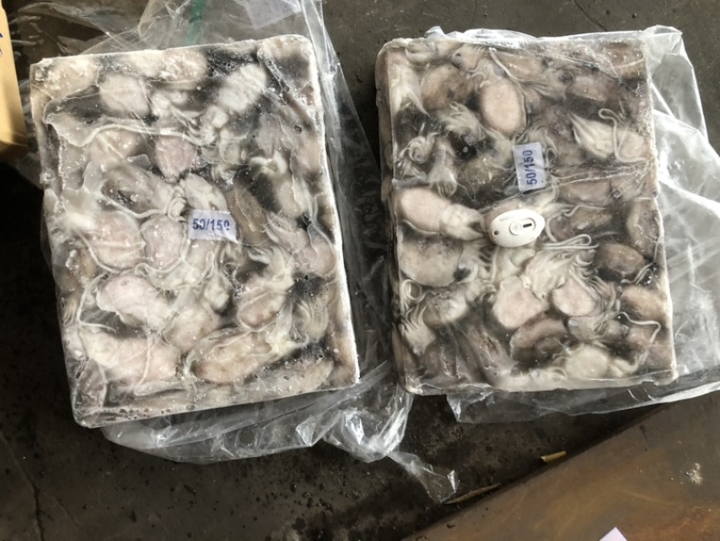 新鲜海捕墨鱼🦑墨鱼墨鱼一口章