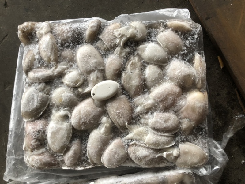 新鲜海捕墨鱼🦑墨鱼墨鱼一口章