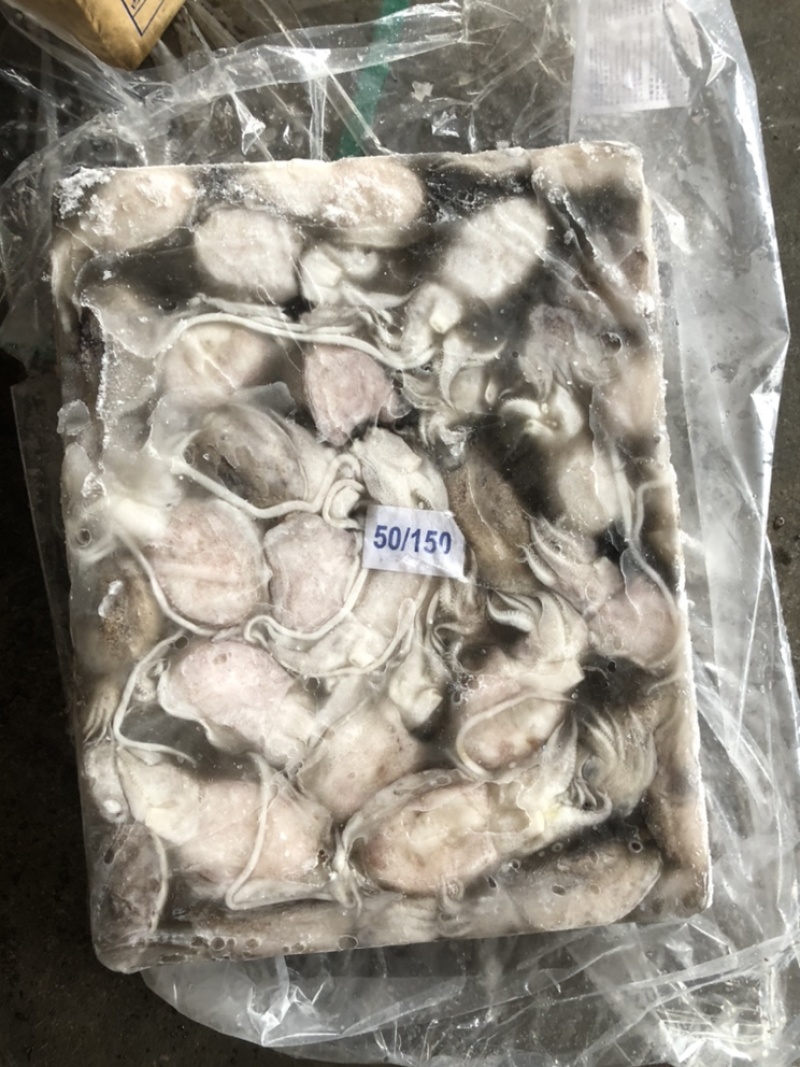 新鲜海捕墨鱼🦑墨鱼墨鱼一口章