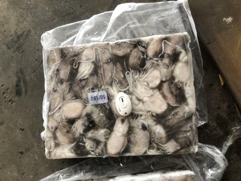 新鲜海捕墨鱼🦑墨鱼墨鱼一口章