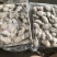 新鲜海捕墨鱼🦑墨鱼墨鱼一口章