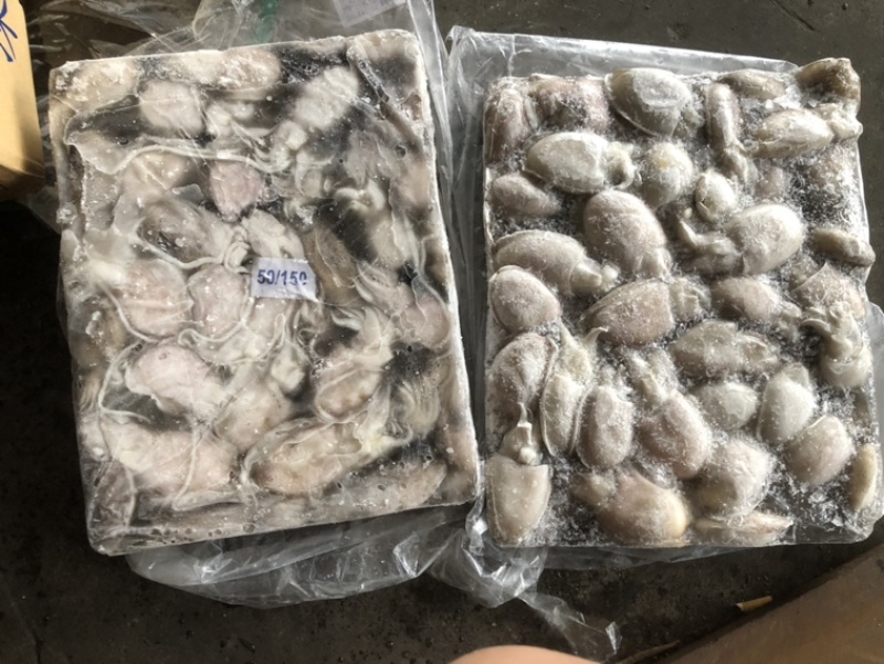 新鲜海捕墨鱼🦑墨鱼墨鱼一口章
