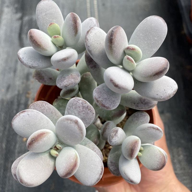 多肉乒乓福娘植物组合花盆栽室内稀有多肉创意花卉绿植防辐射