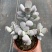 多肉乒乓福娘植物组合花盆栽室内稀有多肉创意花卉绿植防辐射