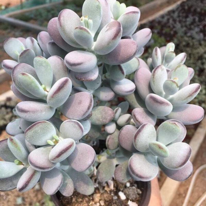 多肉乒乓福娘植物组合花盆栽室内稀有多肉创意花卉绿植防辐射