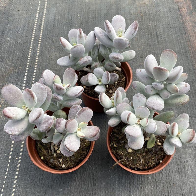 多肉乒乓福娘植物组合花盆栽室内稀有多肉创意花卉绿植防辐射