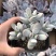 多肉乒乓福娘植物组合花盆栽室内稀有多肉创意花卉绿植防辐射