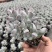 多肉乒乓福娘植物组合花盆栽室内稀有多肉创意花卉绿植防辐射