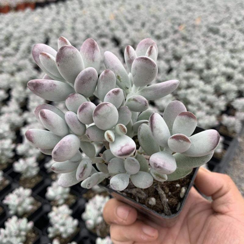 多肉乒乓福娘植物组合花盆栽室内稀有多肉创意花卉绿植防辐射