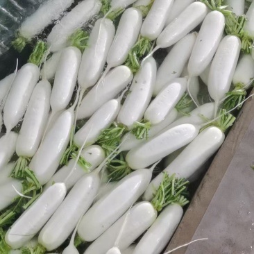 白萝卜