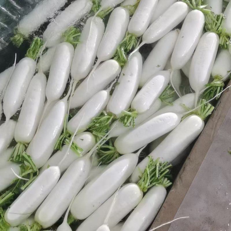 白萝卜