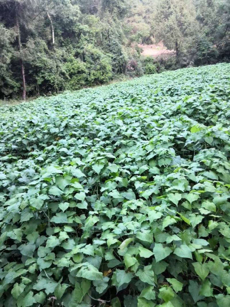 林泰中药材发展有限公司，400亩金荞麦茎叶待售，欢迎打扰