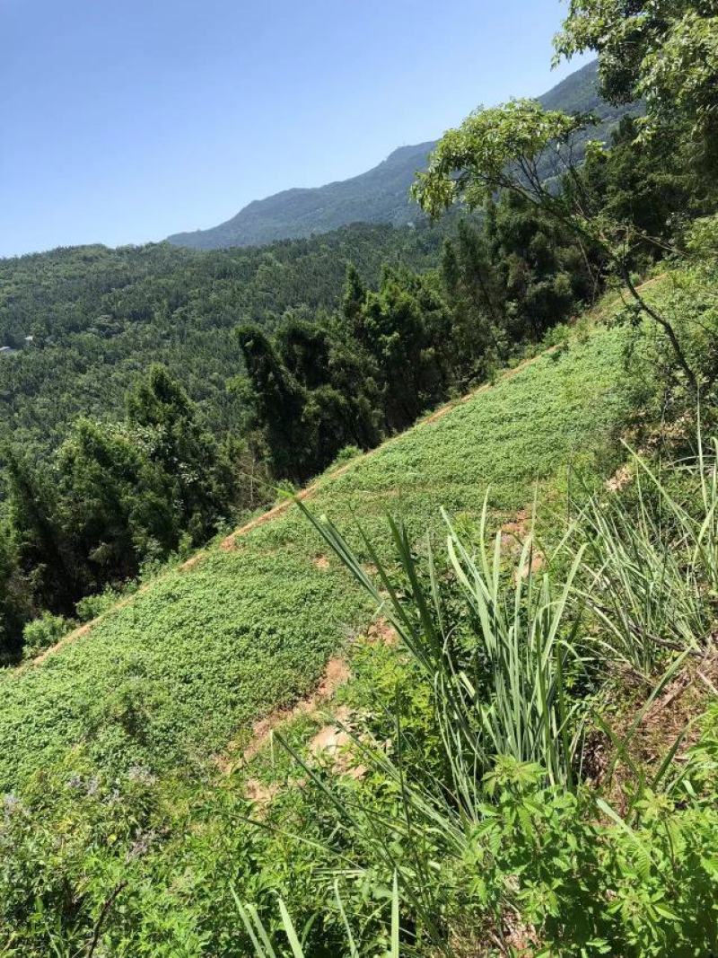 林泰中药材发展有限公司，400亩金荞麦茎叶待售，欢迎打扰