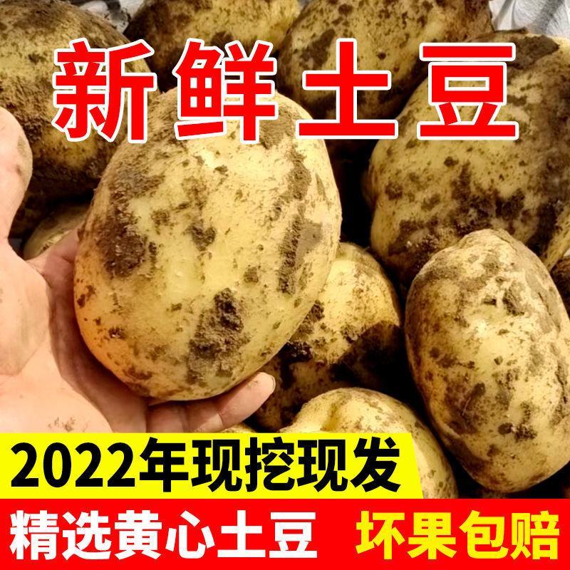 土豆/希森土豆/开封通许土豆/产地发货新品上市