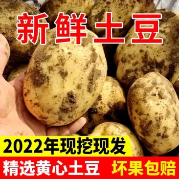 土豆/希森土豆/开封通许土豆/产地发货新品上市