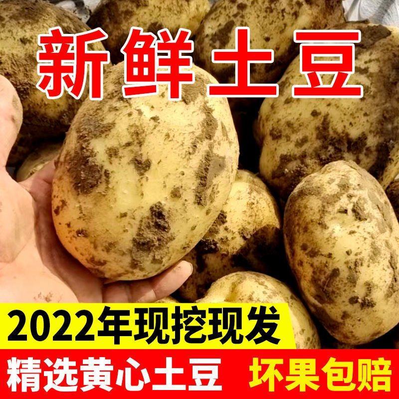 土豆/希森土豆/开封通许土豆/产地发货新品上市