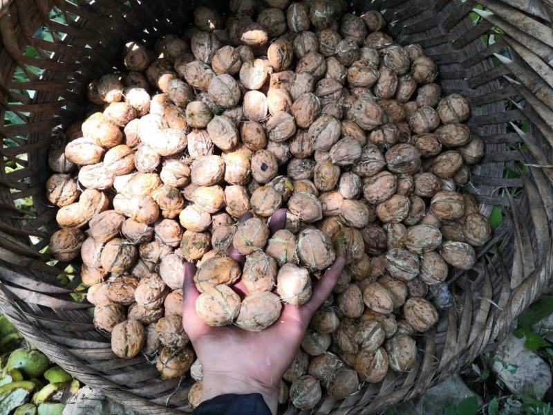大凉山核桃，特别香，无添加