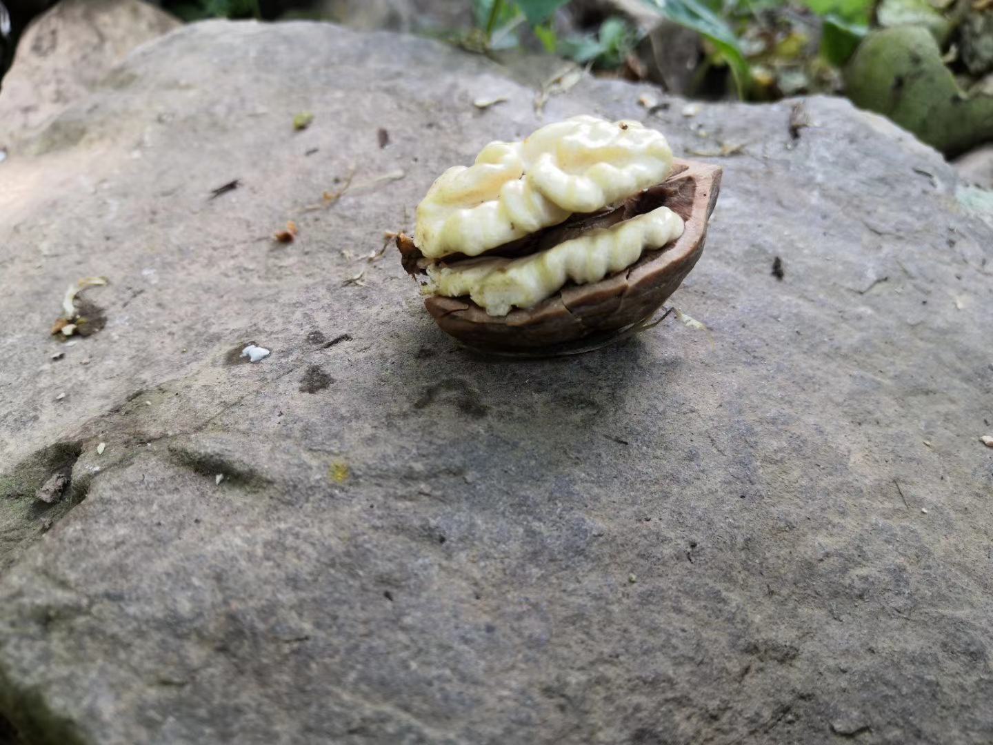 木花生一号果实特写
