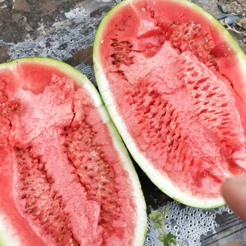 宁夏兴仁沙坡头石头瓜，双红瓤甜度十三四个，皮帽干净漂亮
