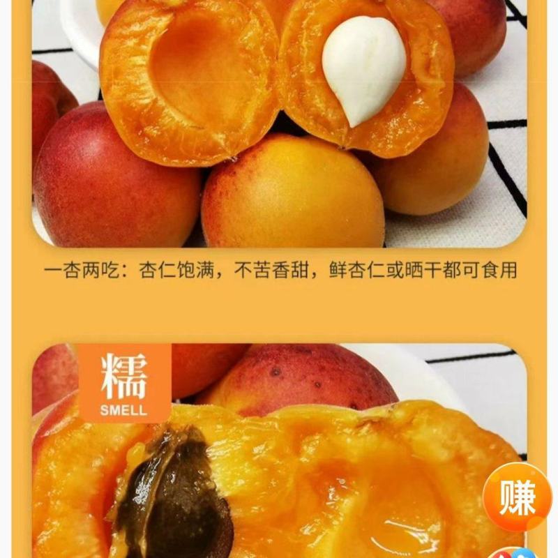 光头伊新疆吊干杏