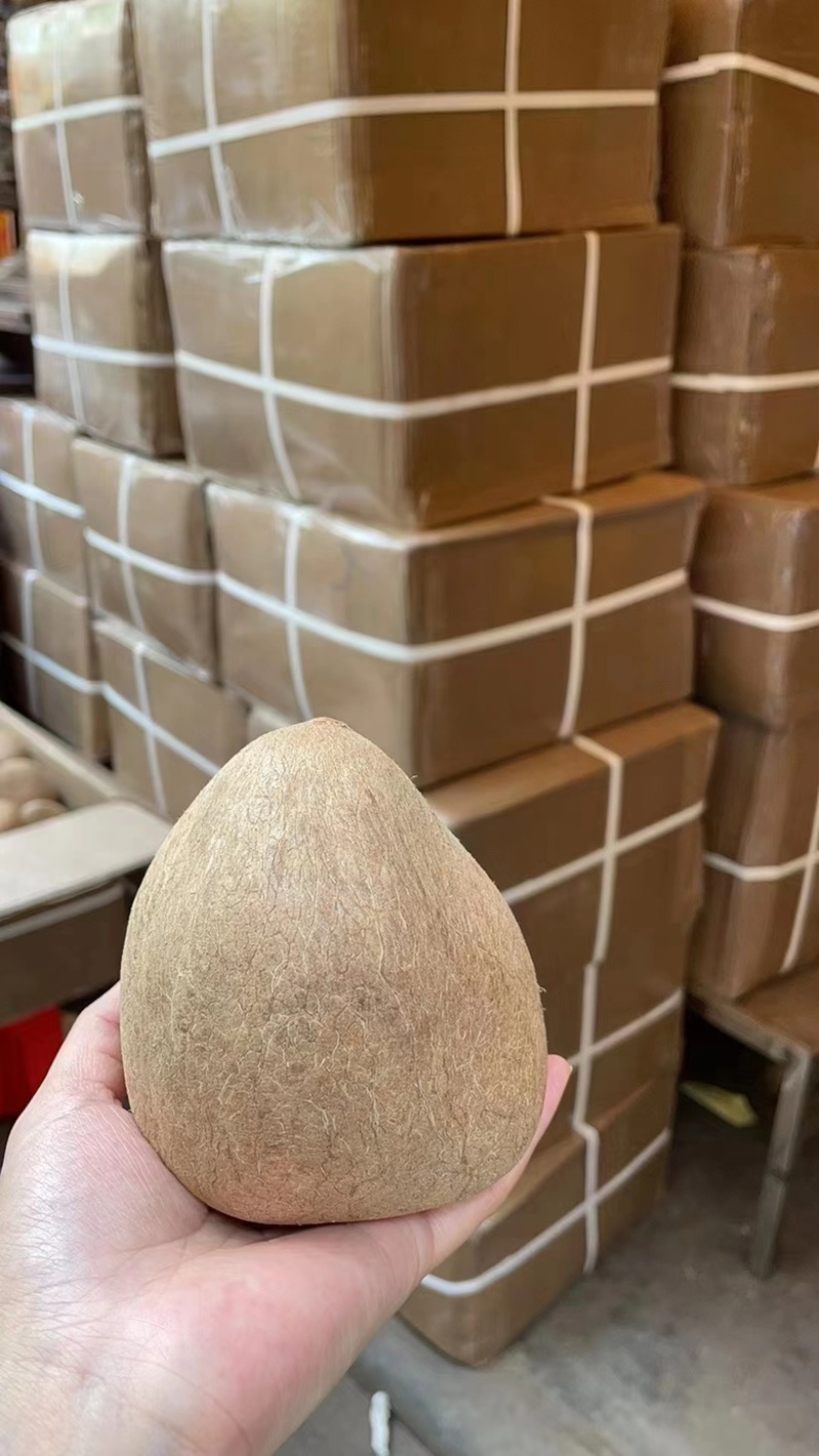 【推荐】精选大个椰子，广州椰子，产地直发，质量保证