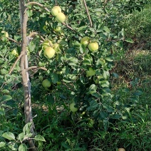 山东早熟苹果