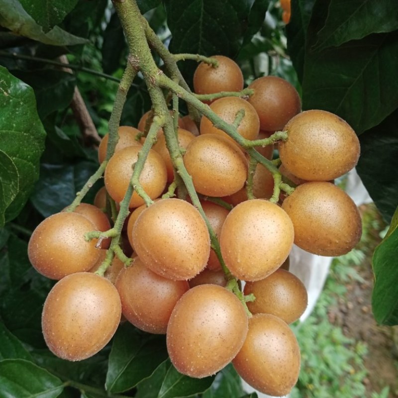 正宗广东郁南无核黄皮