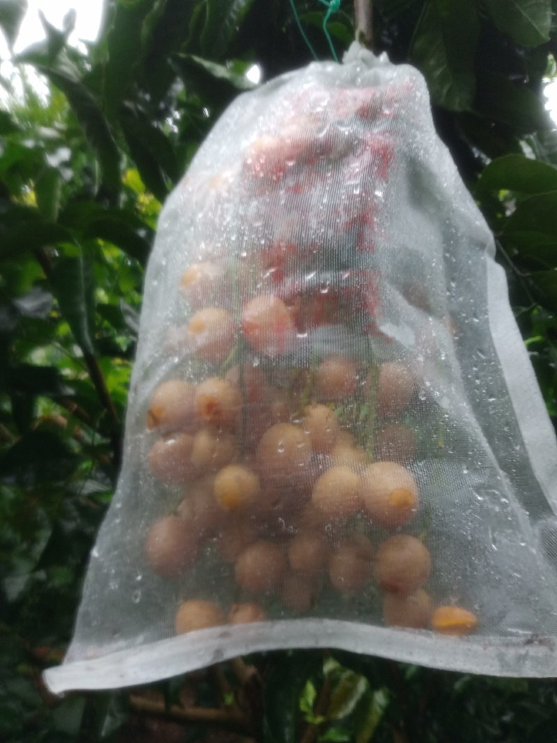 正宗广东郁南无核黄皮