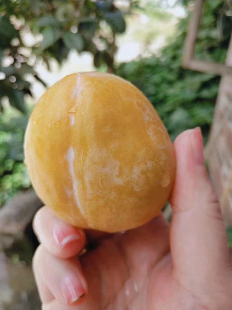 湖南文明半条被子水果之乡黄金奈李一件代发